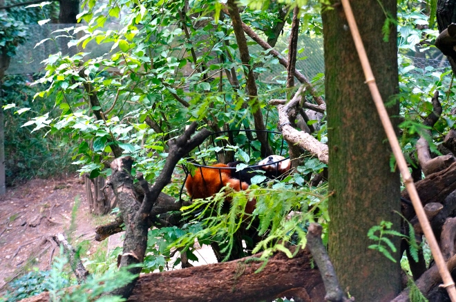 ^^ This little guy -- a Red Panda -- was sleeping so peacefully in the basket.