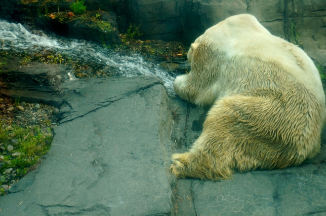 ^^This big guy, the polar bear, was quite shy. Or sad. Or both.