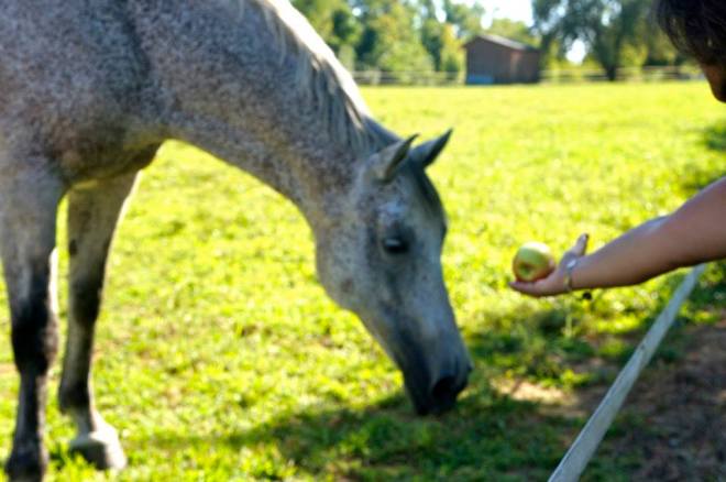 ^^We fed some of our contraband apples to the horses.