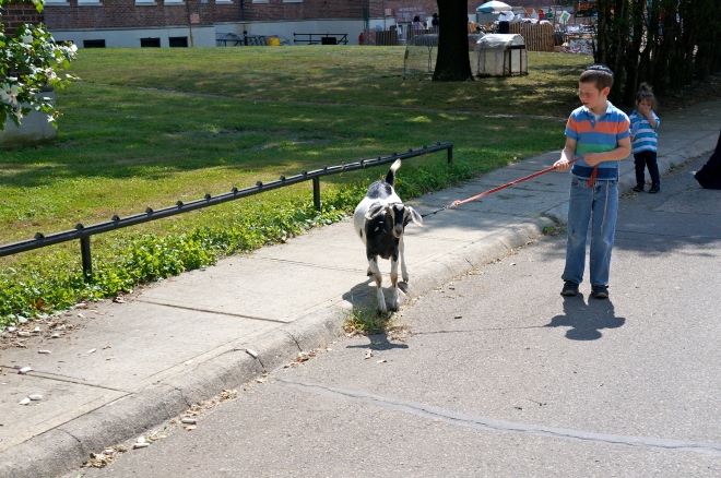 ^^ A boy walking a goat. You certainly don't see that every day.