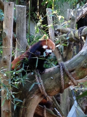 ^^ This little guy is a Red Panda, and she'll be making an appearance in my children's book very soon!
